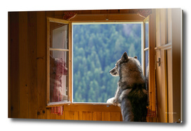 Ninja looking out of a mountain cabin's window