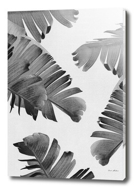 Palm Leaves Monochrome