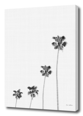 Palm Trees Monochrome