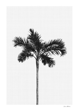 Palm Tree Monochrome