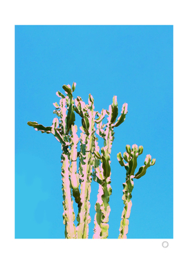 Cactus Beauty