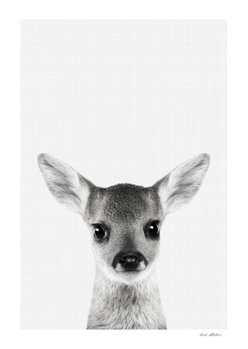 Deer Fawn Portrait
