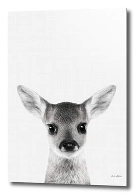 Deer Fawn Portrait