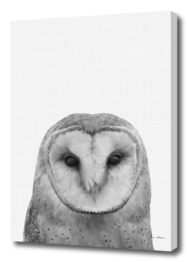Owl Portrait II