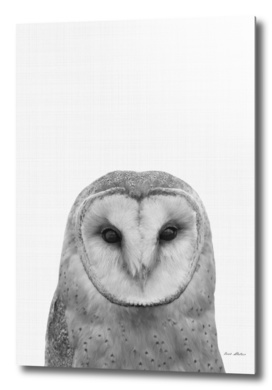 Owl Portrait II