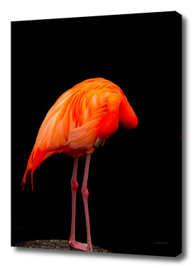 Weird Flamingo
