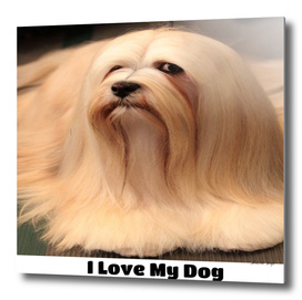 I love my Lhasa Apso Dog Breed
