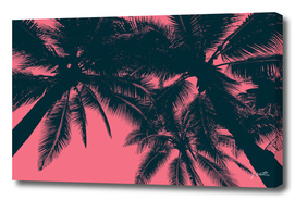 Palms in summer, pink
