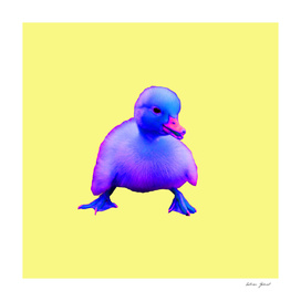 Pop Duckling