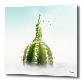 Cactus NY