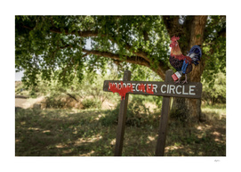 Rooster Circle