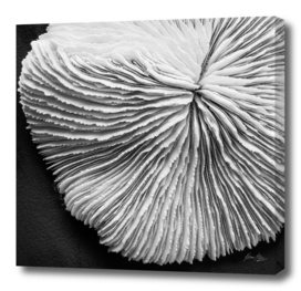 Seashell Study No.5