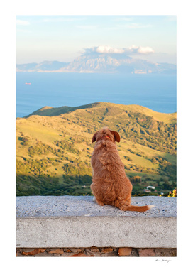 Lonely dog watching on Gibraltar
