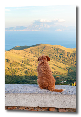 Lonely dog watching on Gibraltar