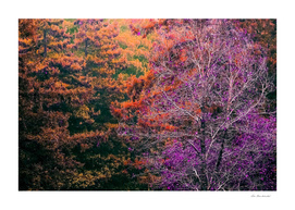 autumn tree in the forest with purple and orange leaf