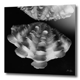 Seashell Study No.8