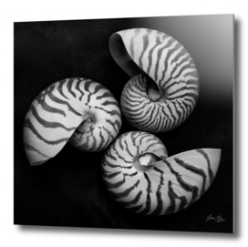 Seashell Study No. 11