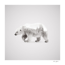 Arctic Bear