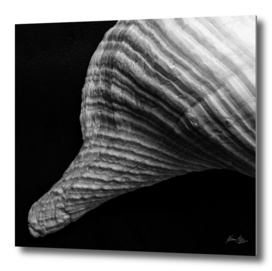 Seashell Study No.14