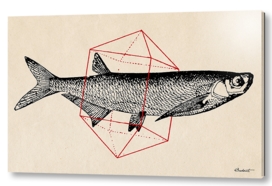 Fish in Geometrics II