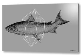 Fish in Geometrics