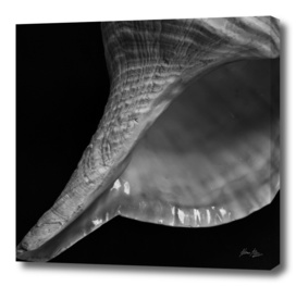 Seashell Study No.15