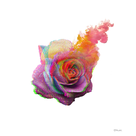 vibrant rose
