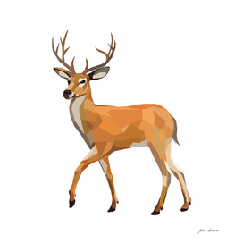 Wild Deer
