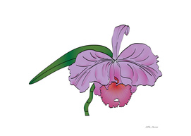 Orchid flower, Purple Cattleya