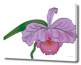 Orchid flower, Purple Cattleya