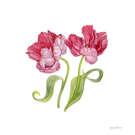 Tulip flowers. Botanical illustration.