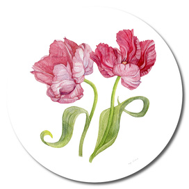 Tulip flowers. Botanical illustration.