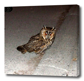 Long-eared owl - Banstolac DSCF1766_D