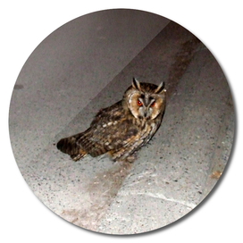 Long-eared owl - Banstolac DSCF1766_D