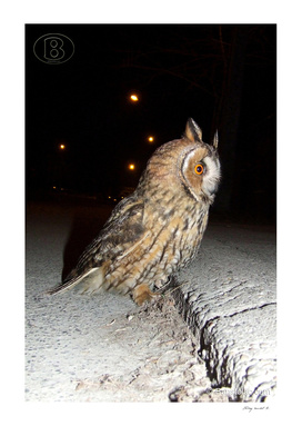 Long-eared owl - Banstolac DSCF1768_D