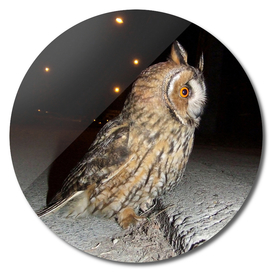 Long-eared owl - Banstolac DSCF1768_D