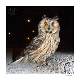 Long-eared owl - Banstolac DSCF1770_D