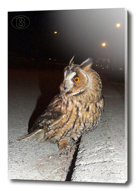 Long-eared owl - Banstolac DSCF1767_D