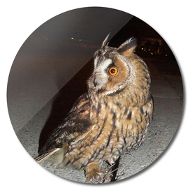 Long-eared owl - Banstolac DSCF1767_D