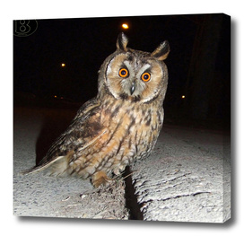 Long-eared owl - Banstolac DSCF1769_D