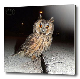 Long-eared owl - Banstolac DSCF1769_D