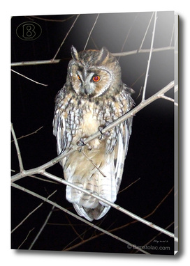 Long-eared owl - Banstolac DSCF1773_D