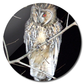 Long-eared owl - Banstolac DSCF1773_D