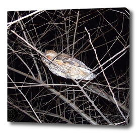 Long-eared owl - Banstolac DSCF1771_D