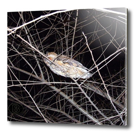 Long-eared owl - Banstolac DSCF1771_D