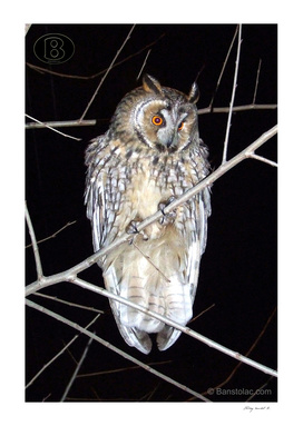 Long-eared owl - Banstolac DSCF1772_D