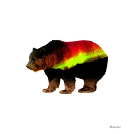 German Bear
