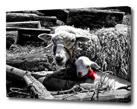 Ewe and Newborn lamb
