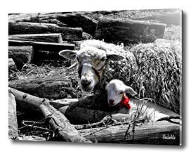 Ewe and Newborn lamb
