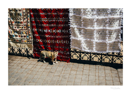 Moroccan Cat